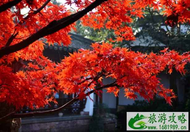 天津红叶哪里赏 2020天津红叶最佳观赏时间