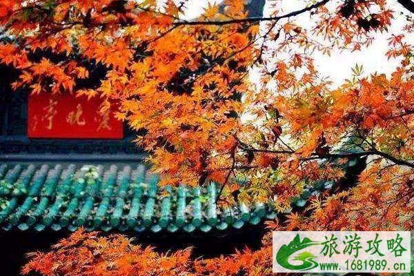 2020年岳麓山的枫叶什么时候红 2020年岳麓山的枫叶什么时候红