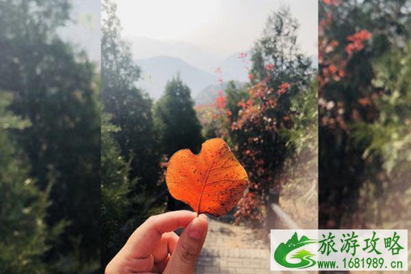 北京八达岭森林公园好玩吗  红叶节时间 
