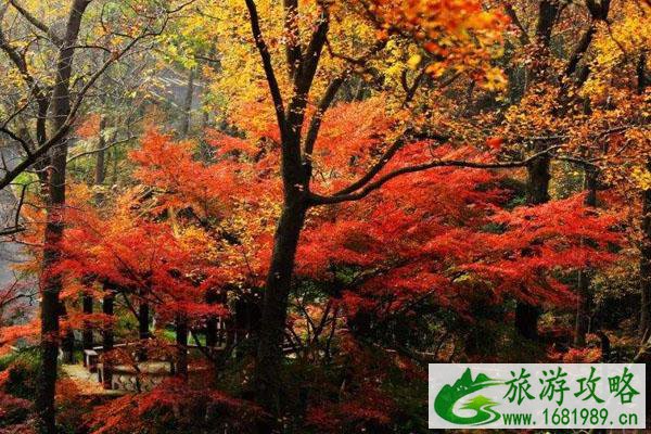 栖霞山枫叶什么时候最好 几月份好看