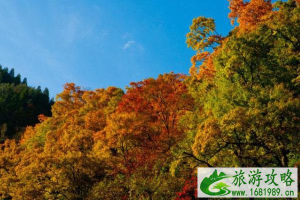 米亚罗枫叶几月最美 最佳观赏时间