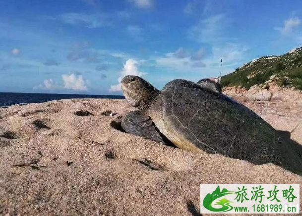 惠东双月湾有什么好玩的地方