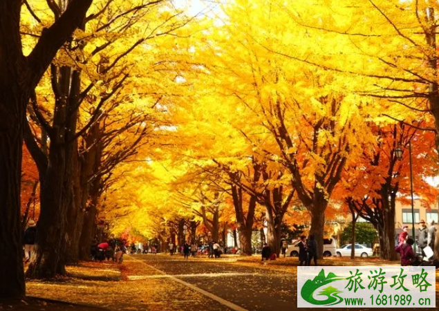 日本红叶时间表2020 日本红枫哪里最好看