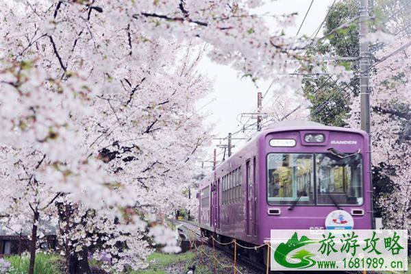 日本樱花哪里最好看 最佳赏樱时间