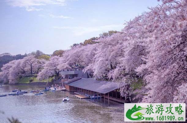 日本樱花哪里最好看 最佳赏樱时间