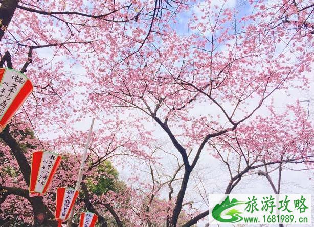 日本樱花哪里最好看 最佳赏樱时间