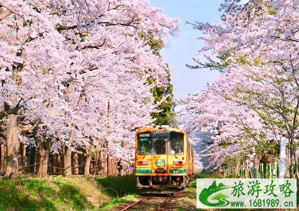 日本樱花哪里最好看 最佳赏樱时间