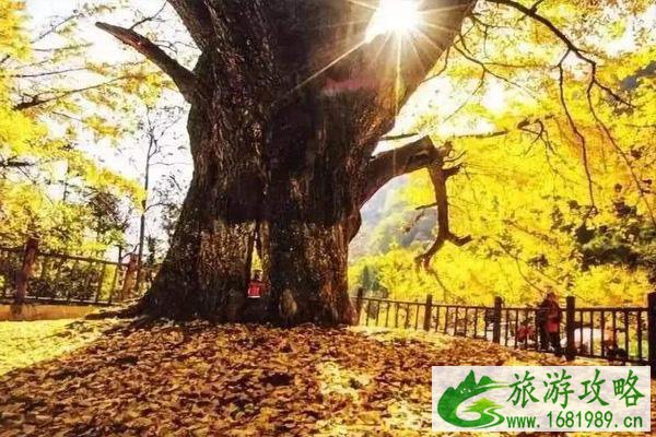 2020随州千年银杏谷什么时候去最好