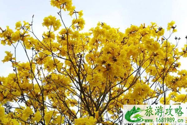 广州有哪些小岛可以旅游 广州有哪些小岛可以旅游