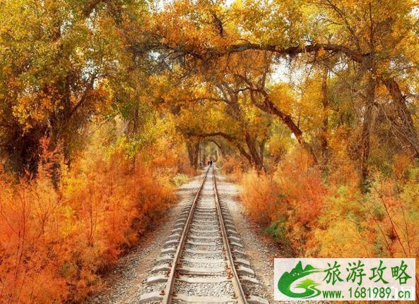 轮台胡杨林的最佳观赏时间