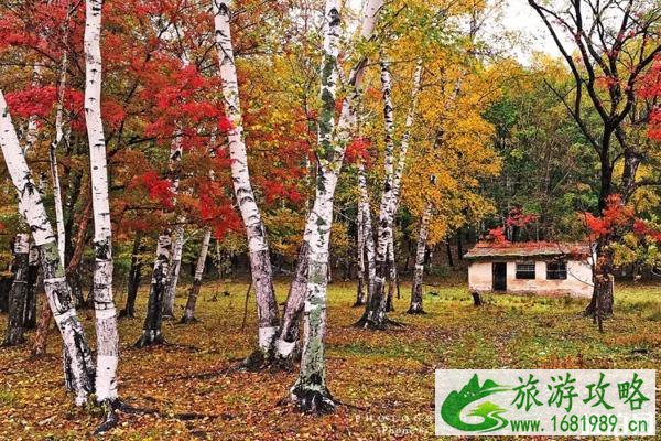 2020国庆红叶哪里有-赏红叶好去处 红叶最佳观赏时间地点 2020国庆红叶哪里有-赏红叶好去处 红叶最佳观赏时间地点