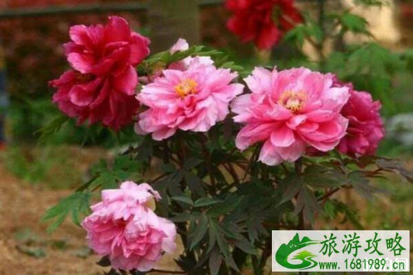 南京古林公园要门票嘛 南京古林公园好玩吗 南京古林公园要门票嘛 南京古林公园好玩吗