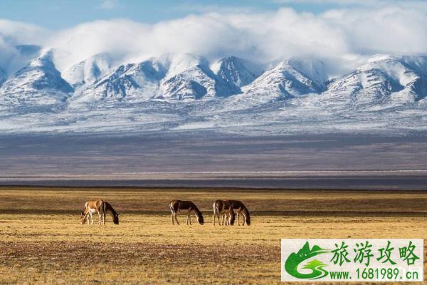 未经备案禁止前往可可西里旅游 可可西里无人区能进吗 未经备案禁止前往可可西里旅游 可可西里无人区能进吗