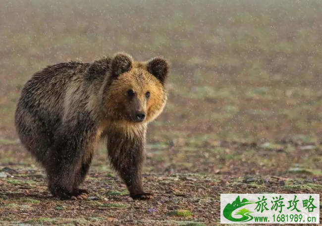 未经备案禁止前往可可西里旅游 可可西里无人区能进吗 未经备案禁止前往可可西里旅游 可可西里无人区能进吗