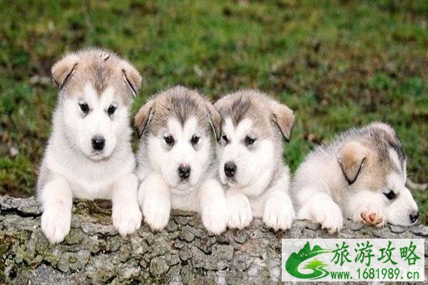 48中禁养犬名单 禁养范围-举报方式