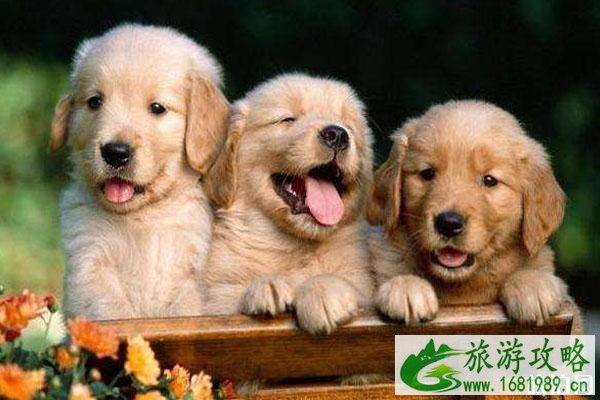 48中禁养犬名单 禁养范围-举报方式