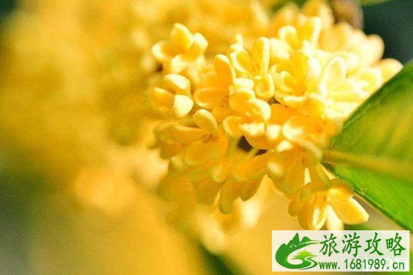 2020常州国庆赏花地点推荐 门票-交通