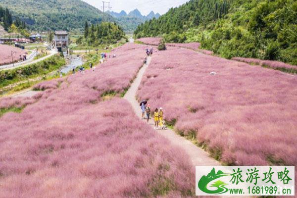 神泉谷粉黛什么时候去开的最好 最佳观赏时期