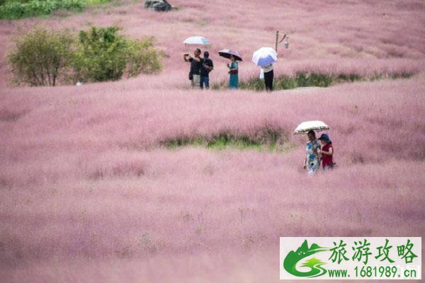 神泉谷粉黛什么时候去开的最好 最佳观赏时期