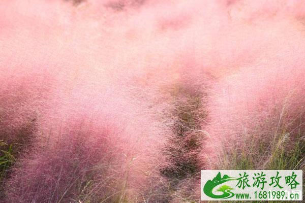 粉黛乱子草哪里可以欣赏-在什么地方可以看