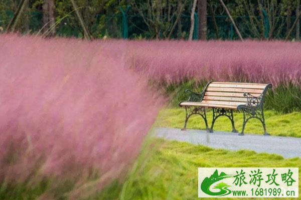 粉黛乱子草哪里可以欣赏-在什么地方可以看