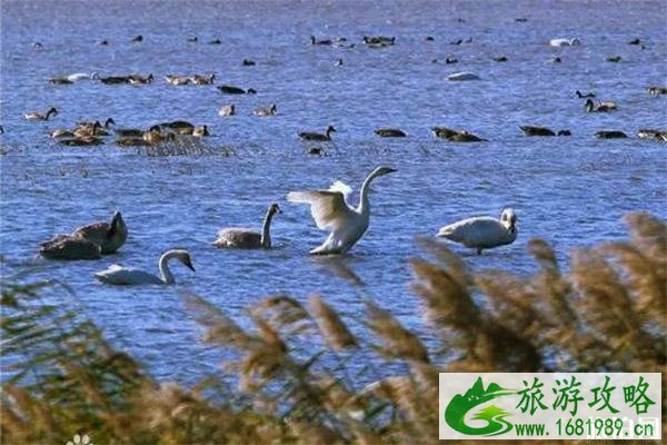 天津网红湿地公园有哪些 天津网红湿地公园有哪些