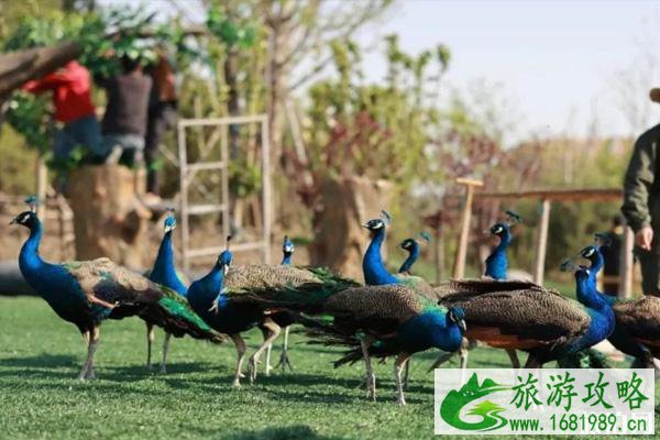 2020天津亿利精灵生态乐园门票价格及演出时间表 2020天津亿利精灵生态乐园门票价格及演出时间表