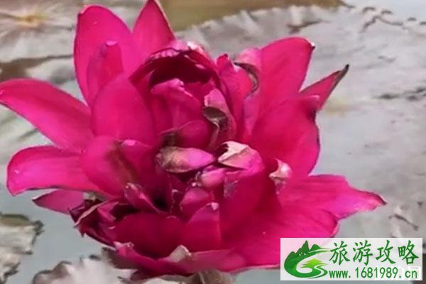 广州莲花山发现四蒂莲 长什么样子-在哪里 广州莲花山发现四蒂莲 长什么样子-在哪里