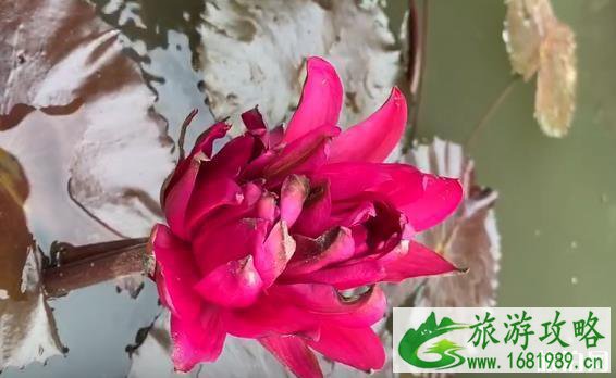 广州莲花山发现四蒂莲 长什么样子-在哪里 广州莲花山发现四蒂莲 长什么样子-在哪里