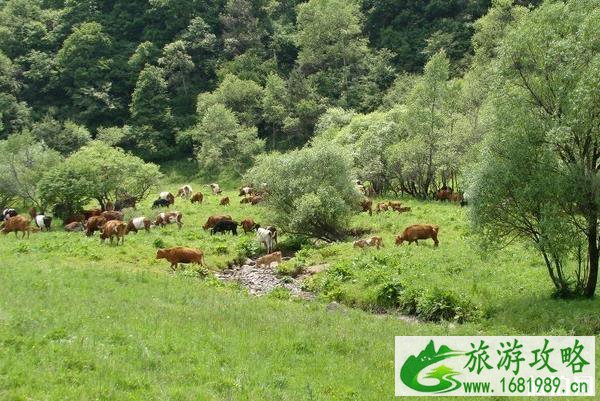 关山草原到大水川最佳路线 关山草原到大水川最佳路线