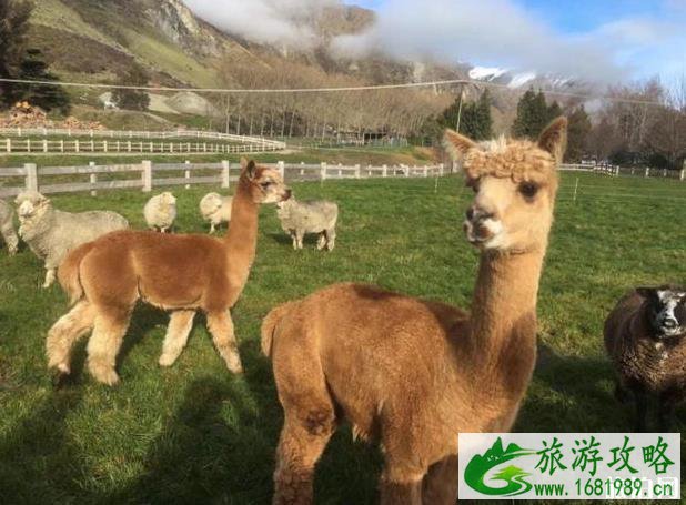 新西兰皇后镇旅游景点介绍 新西兰皇后镇旅游景点介绍