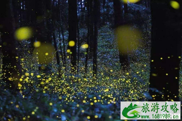 国内哪里有萤火虫景区 萤火虫国内哪里有 国内哪里有萤火虫景区 萤火虫国内哪里有