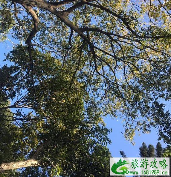 深圳东湖公园游玩攻略 深圳东湖公园游玩攻略