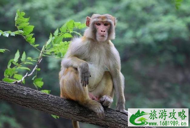 2020蟒河风景区门票价格 优惠政策和注意事项 2020蟒河风景区门票价格 优惠政策和注意事项