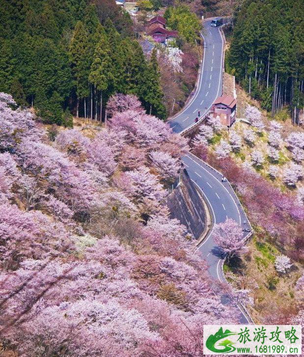 日本第一赏樱地是哪里 日本第一赏樱地是哪里