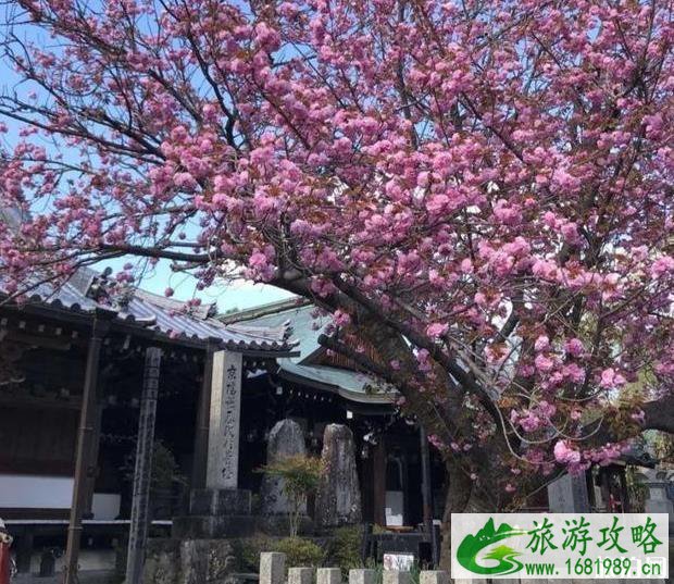 日本第一赏樱地是哪里 日本第一赏樱地是哪里