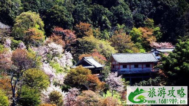 日本第一赏樱地是哪里 日本第一赏樱地是哪里