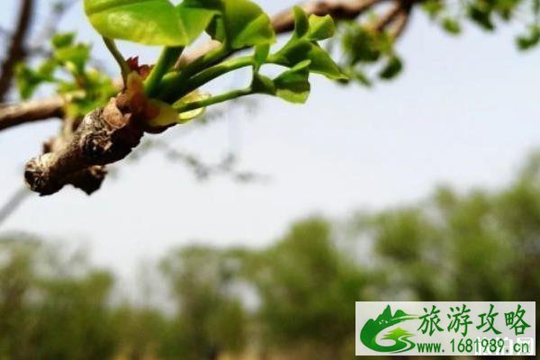 牛口峪湿地公园游玩攻略 牛口峪湿地公园游玩攻略
