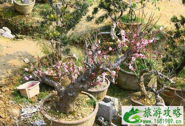 卖花渔村游玩攻略 歙县卖花渔村好玩吗 卖花渔村游玩攻略 歙县卖花渔村好玩吗
