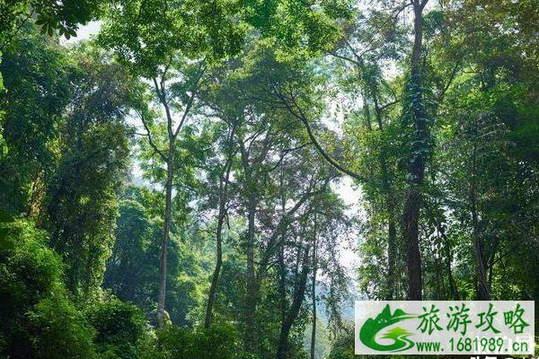 莫里原始森林公园攻略 莫里原始森林公园攻略