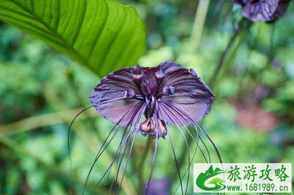 莫里原始森林公园攻略 莫里原始森林公园攻略