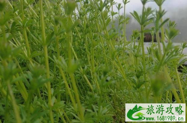 见天坝瀑布门票多少钱 见天坝瀑布门票多少钱
