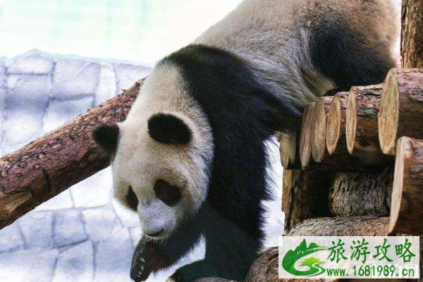 莫斯科动物园大熊猫馆恢复开放了吗 莫斯科动物园大熊猫馆恢复开放了吗