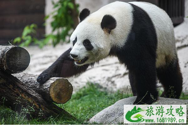 莫斯科动物园大熊猫馆恢复开放了吗 莫斯科动物园大熊猫馆恢复开放了吗