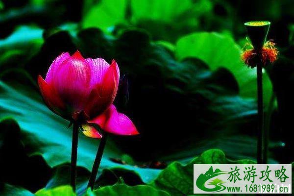 普者黑看荷花几月份去最好 普者黑看荷花几月份去最好