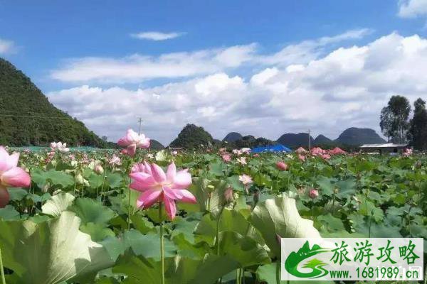 普者黑看荷花几月份去最好 普者黑看荷花几月份去最好