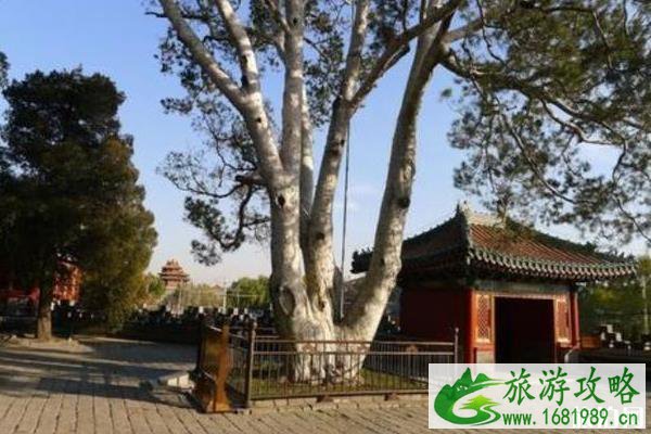 北京团城是什么地方 团城风景区介绍 北京团城是什么地方 团城风景区介绍