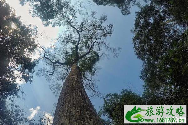 望天树景区怎么样 望天树景区好玩吗 望天树景区怎么样 望天树景区好玩吗