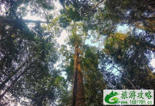 望天树景区怎么样 望天树景区好玩吗 望天树景区怎么样 望天树景区好玩吗