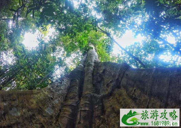 望天树景区怎么样 望天树景区好玩吗 望天树景区怎么样 望天树景区好玩吗